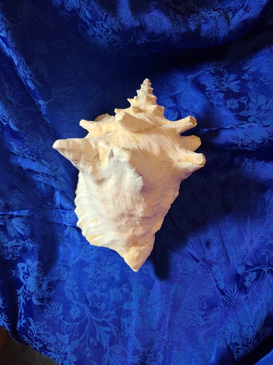 Vintage Other - Vintage White Conch Shell Accent